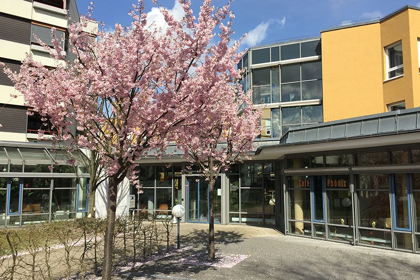 Blühender Kirschbaum vor Café.